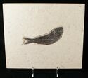 Large Fossil Fish On Large Plate #17240-1